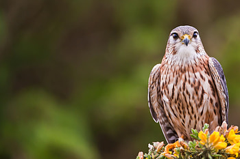 Animals, Flowers, Bird, Blur, Smooth, Eagle HD wallpaper