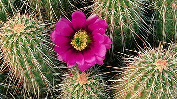 Flowers, Needle, Flower, Bloom, Flowering, Room, Cactus HD wallpaper