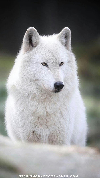 Wolf, White Adorable Wolf HD phone wallpaper