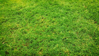 A lush green grass field showcasing vibrant growth under the summer sun. HD wallpaper
