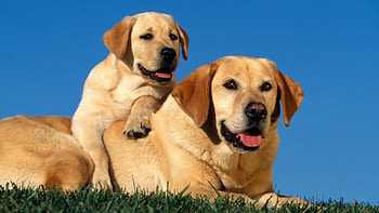 Mother and baby, Labrador Retriever HD wallpaper