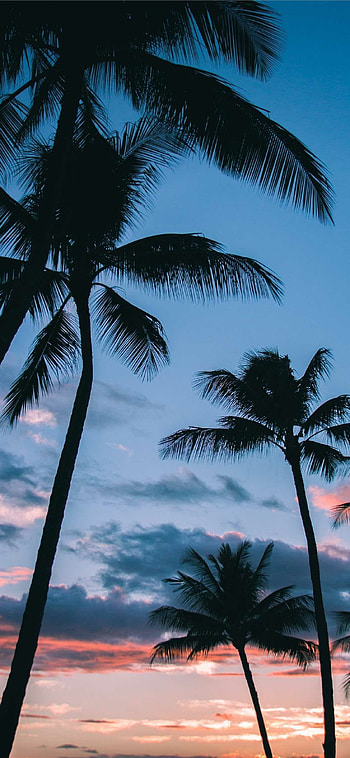 Palm tree beauty, Tropical vibes, Beach paradise, Serene landscapes HD phone wallpaper