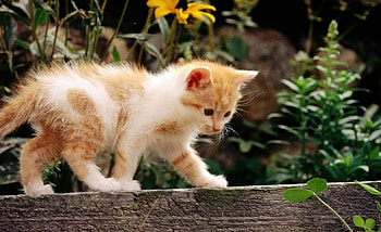 Not sure about that, kitten, white, pretty, fence, garden, cute, ginger HD wallpaper