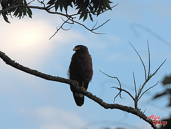 Animals, Sky, Bird, Branch, Predator HD wallpaper