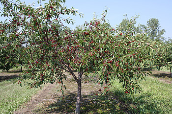 Cherry Tree, Balaton cherry, Wikipedia HD wallpaper
