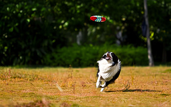 Flying disc sports, Border collie , , Pexels stock HD wallpaper