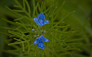 Flowers, Grass, Macro, Greens HD wallpaper