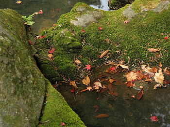 Landscape, Stones, Leaves HD wallpaper