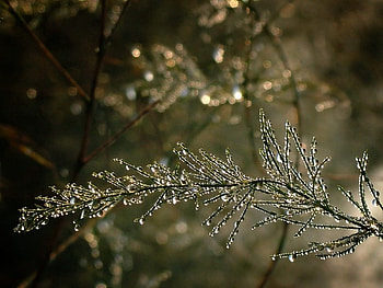 Grass, Macro, Branch, Shadow, Drop HD wallpaper