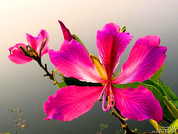A bloom for Cinzia, pink, white, petals, yellow, flower, bright HD wallpaper