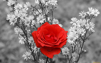 Plants, Flowers, Roses HD wallpaper