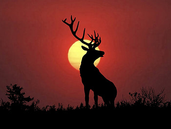 Animals, Landscape HD wallpaper