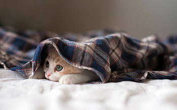Kitten , Air com, Kitten HD wallpaper