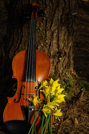 Music, Flowers, Musical Instrument, Violin HD phone wallpaper