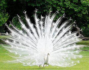 White, peacocks, colourful, birds, animals HD wallpaper