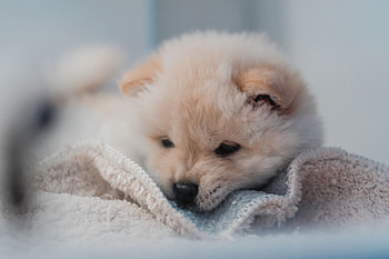 Animals, Fluffy, Dog, Nice, Sweetheart, Puppy HD wallpaper