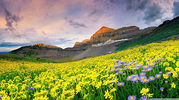 Valley flowers, scene, landscape, , valley, fields, clouds, nature, flowers, sky, , mountains HD wallpaper