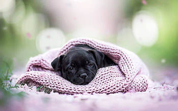 dog, animal, dopg, bed, blanket HD wallpaper