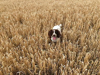 Animals, Grass, Dog, Field, Stroll HD wallpaper