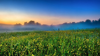 Foggy farm, nature, mist, landscape HD wallpaper
