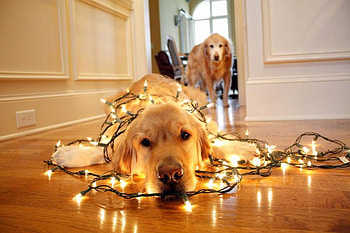 Dogs light up your life, light string, two, golden retrievers, doge, home, wrapped HD wallpaper