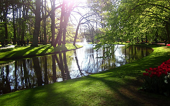 Green Stream, beautiful, forest, green, stream HD wallpaper