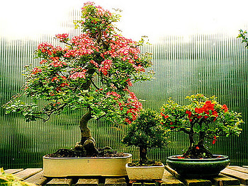 Bonzai, plants, planters, green, blooms, three, nursery HD wallpaper