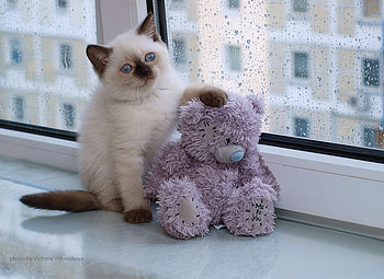 cute cat!, kitten, cute, cat, flowers HD wallpaper