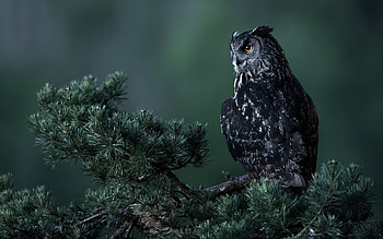Owl, animal, bird, tree HD wallpaper