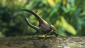 Beetle (Animals), Hercules beetle ZBrush, Beetle sculpture, Beetle modeling HD wallpaper