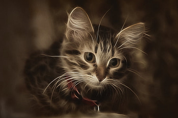 kitten, sweet, animals, cat, little HD wallpaper