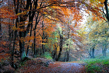Colors of Autumn, , colors, autumn, beautiful, forest HD wallpaper