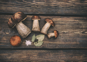 Bolete mushrooms, Mushroom , Backgrounds, Food HD wallpaper