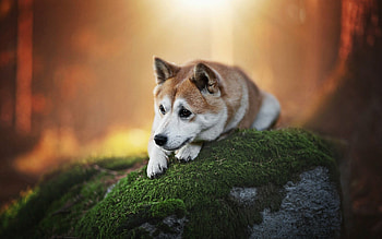 Bokeh, Sad dog, Forest scene, Cute pets HD wallpaper
