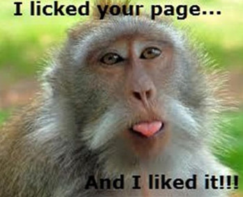 YOU Asked for It-----, monkey, lick, Elaine, Kathy, funny, Possum HD wallpaper
