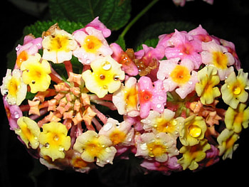 Lantana Dew Drops, dew, flower HD wallpaper