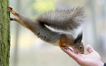 Animals, Squirrel, Food, Hand, Palm, Care, Feed HD wallpaper