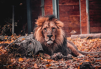 Predator, lion, furry animal, relaxed HD wallpaper