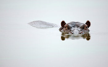 Eyes and ears, Hippopotamus HD wallpaper