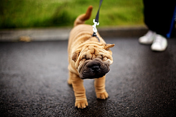 Animals, Muzzle, Leash, Stroll, Pleating, Folds, Shar Pei HD wallpaper