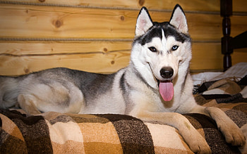 Husky, dog, sweet, animal, dogs, cute, beautiful, puppys, puppy, pretty, animals, lovely HD wallpaper