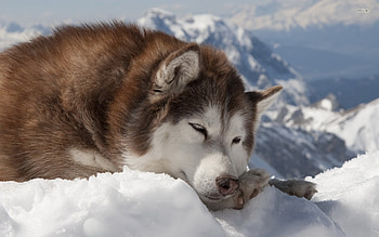 Alaskan Malamute , High quality, mobile tablet, Cute animals HD wallpaper