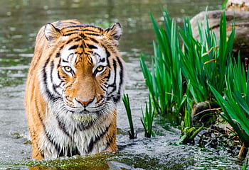 Close-up of a tiger walking through water amidst greenery, showcasing its majestic stripes and intense gaze. HD wallpaper