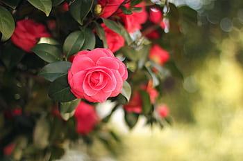 Beautiful close-up of a pink camellia flower in bloom with soft background bokeh. Perfect for nature and gardening themes. HD wallpaper