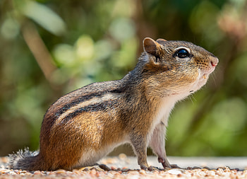 Chipmunk with stuffed cheeks in Prospect Park (Brooklyn, NY, USA), Animal, chipmunk HD wallpaper