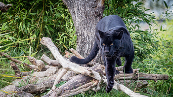 Black Panther , panther, black, animals, predator HD wallpaper