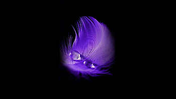 Lenovo feather , Nature's art, Lenovo backgrounds, Feather beauty HD wallpaper