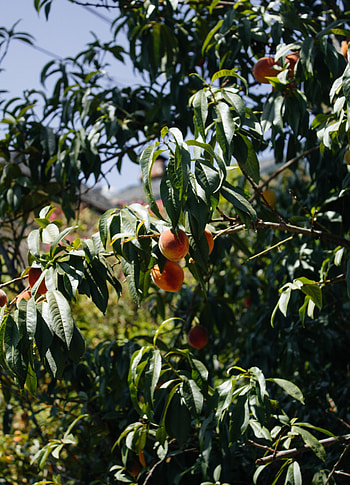 Nature, Fruits, Peaches, Wood, Tree, Branches HD phone wallpaper