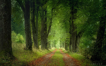 Forest Path, road, forest, path, avenue HD wallpaper