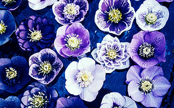 Flowers, nature, violet, flower HD wallpaper